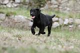 LABRADOR 879
